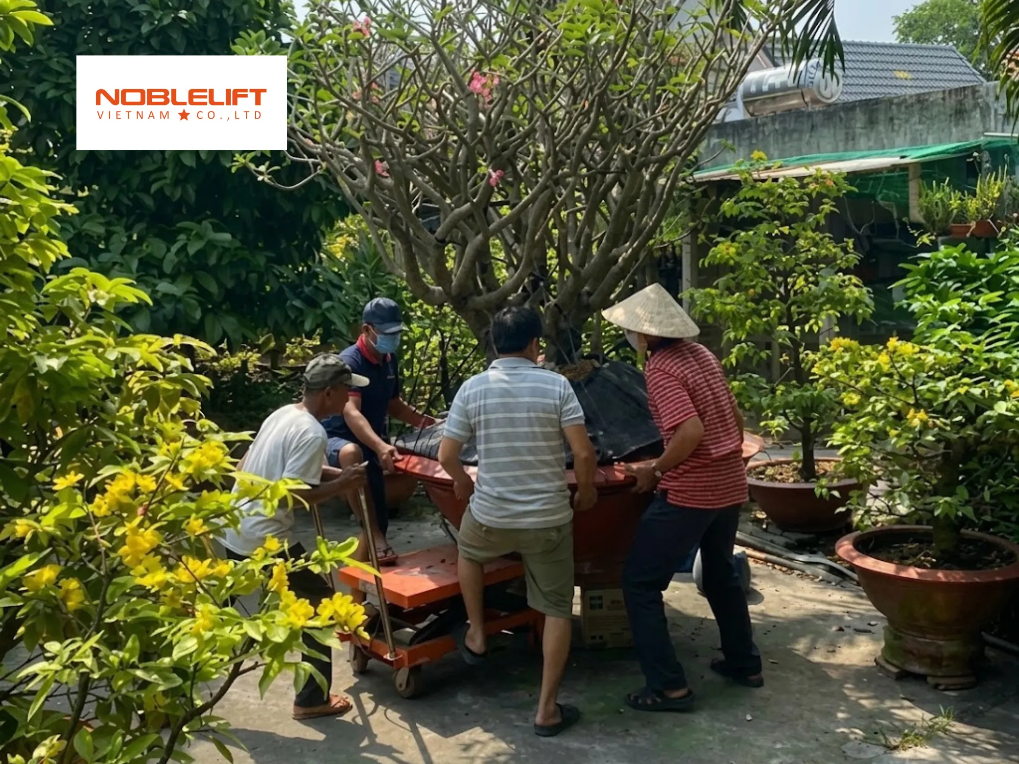 Kinh nghiệm chọn xe nâng mặt bàn chở cây cảnh chậu lớn